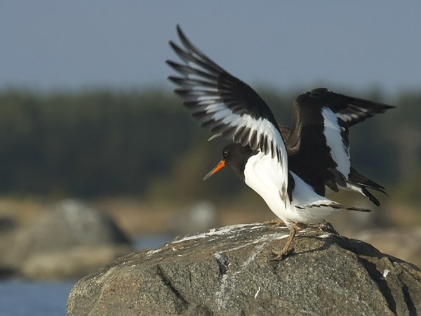 Meriharakka, Eurasian Oystercatcher, Haematopus ostralegus